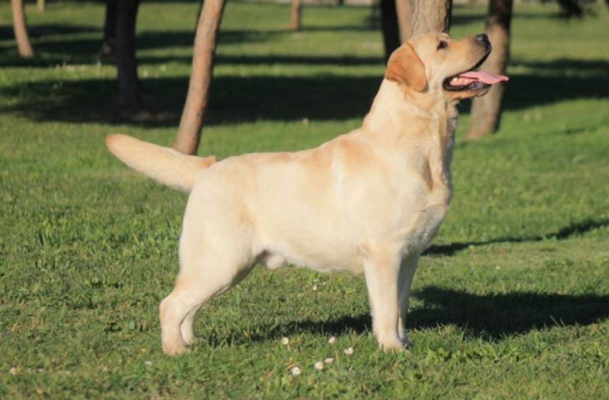 Fashion Labrador