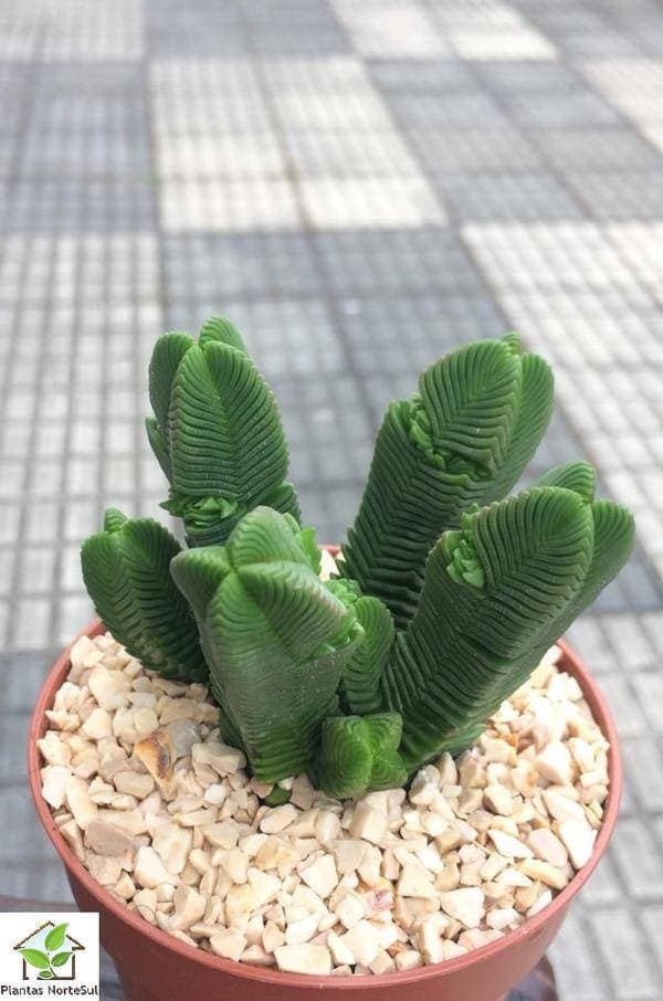 Moda Crassula Pyramidalis