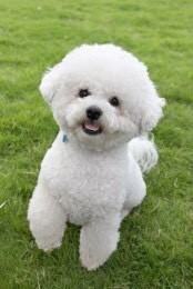 Moda Bichon frisé