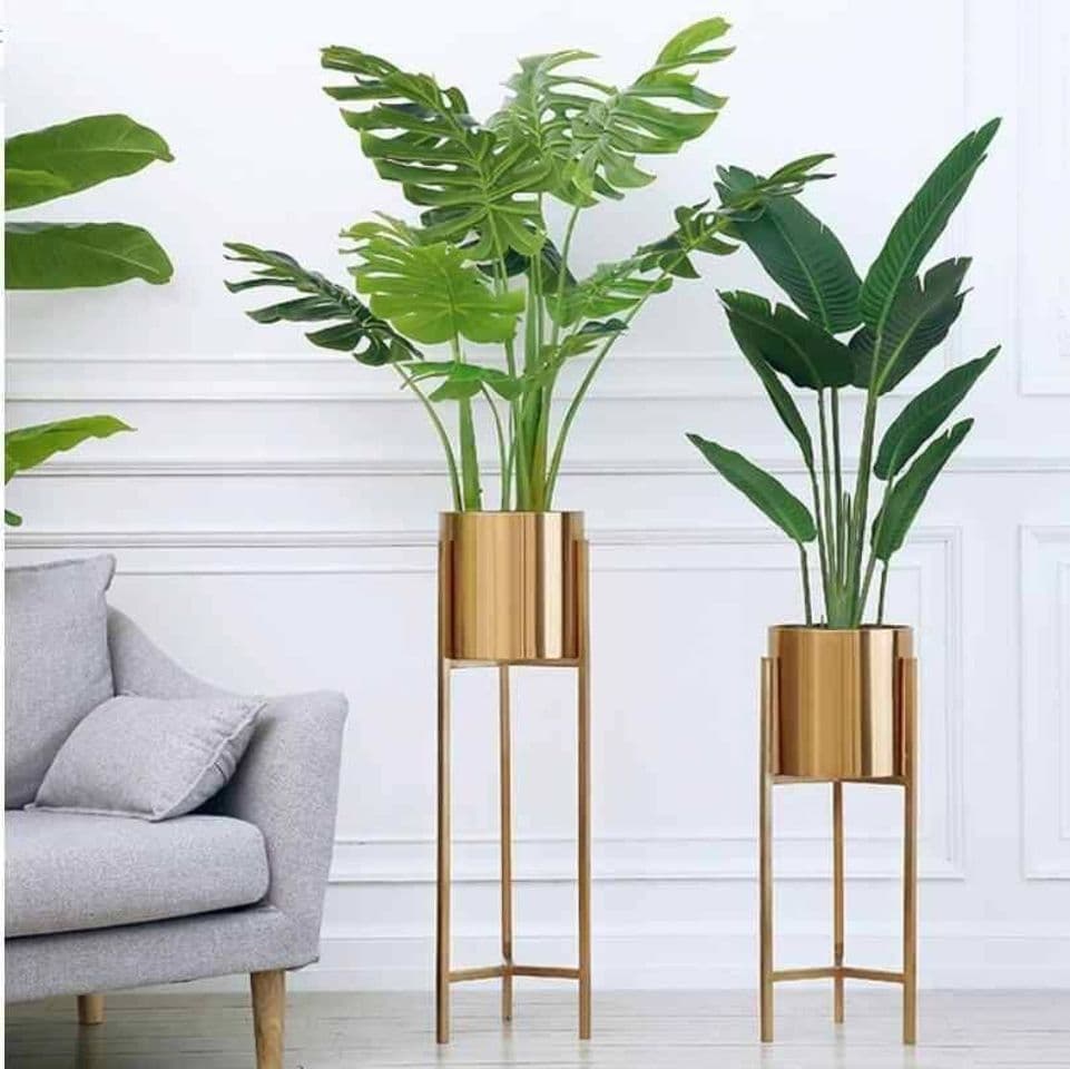 Moda PLANTAS INTERIORES 