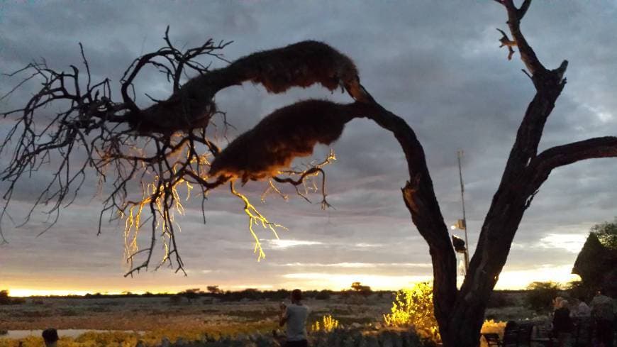 Place Etosha National Park