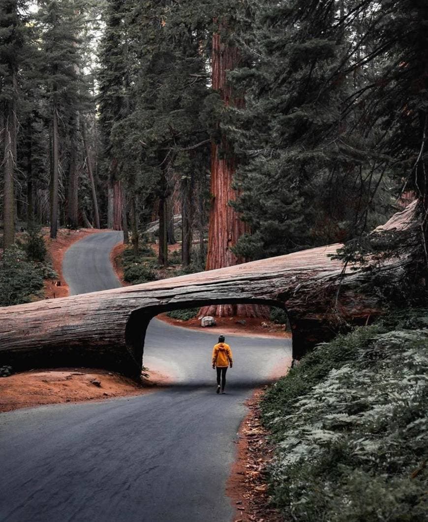 Lugar Parque Nacional da Sequoia