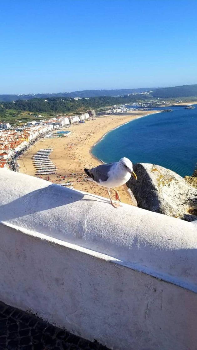 Place Nazaré