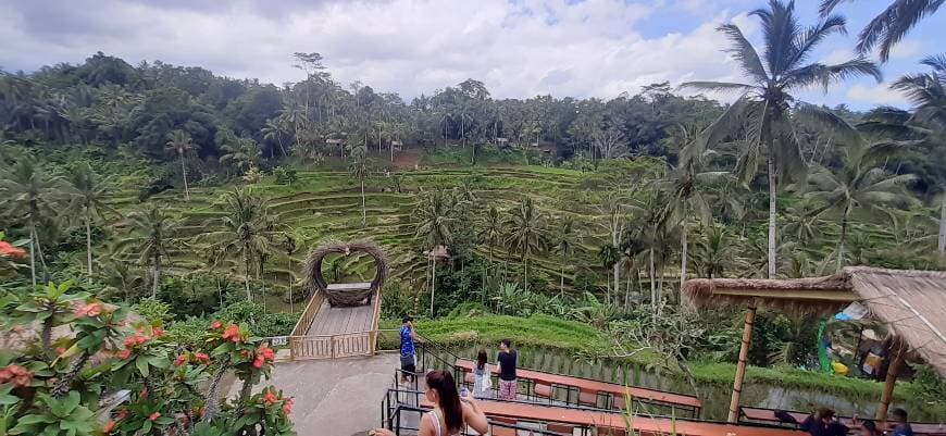 Place Ubud Rice Fields