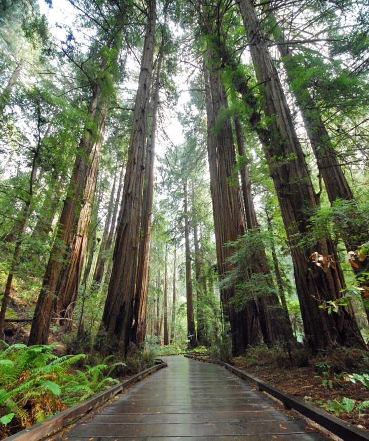 Lugar Muir Woods National Monument