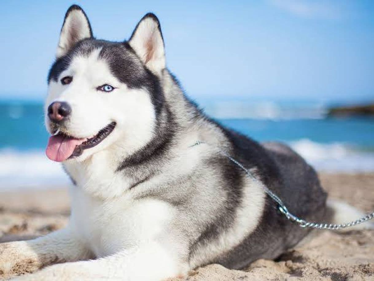 Moda Husky siberiano ♥️