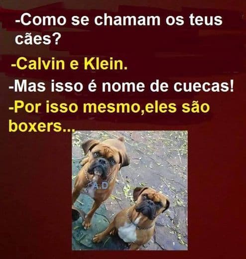 Moda Calvin e klein