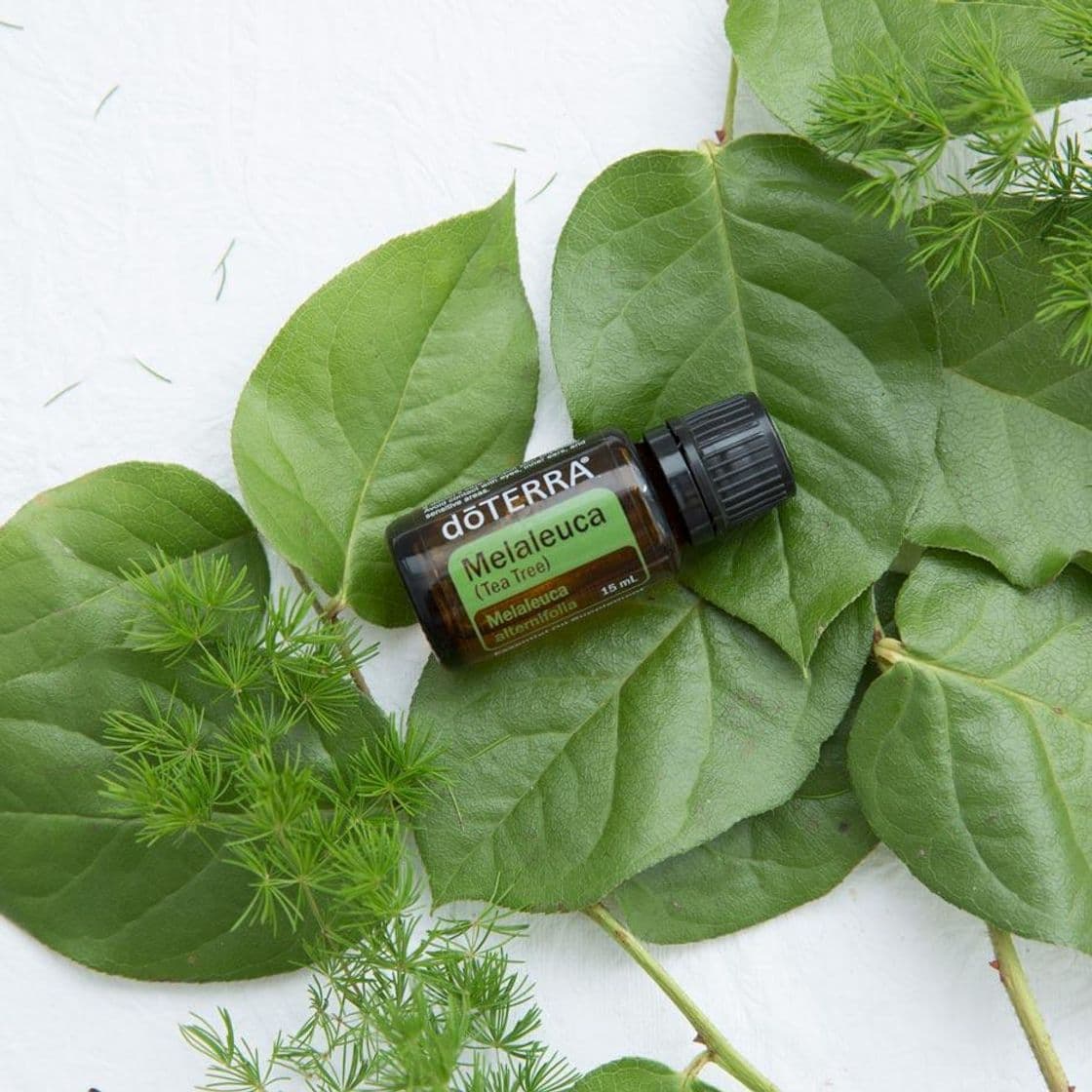 Product doTerra Melaleuca