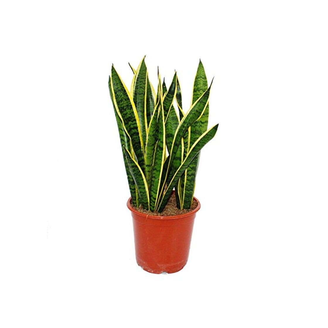 Product Sansevieria trifasciata - 19cm pot - total height