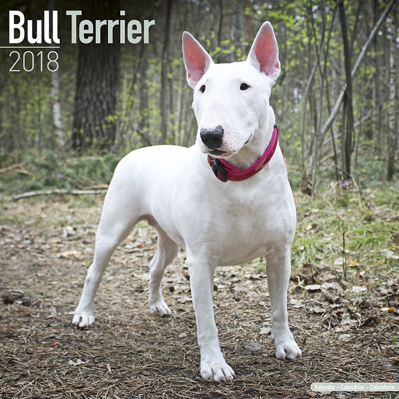 Fashion Bull Terrier