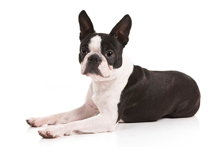 Fashion Boston Terrier