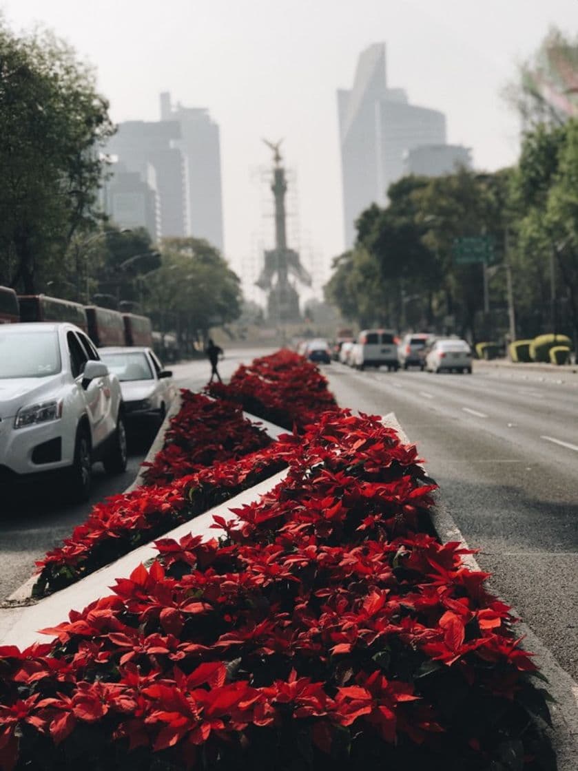 Lugar Paseo de la Reforma