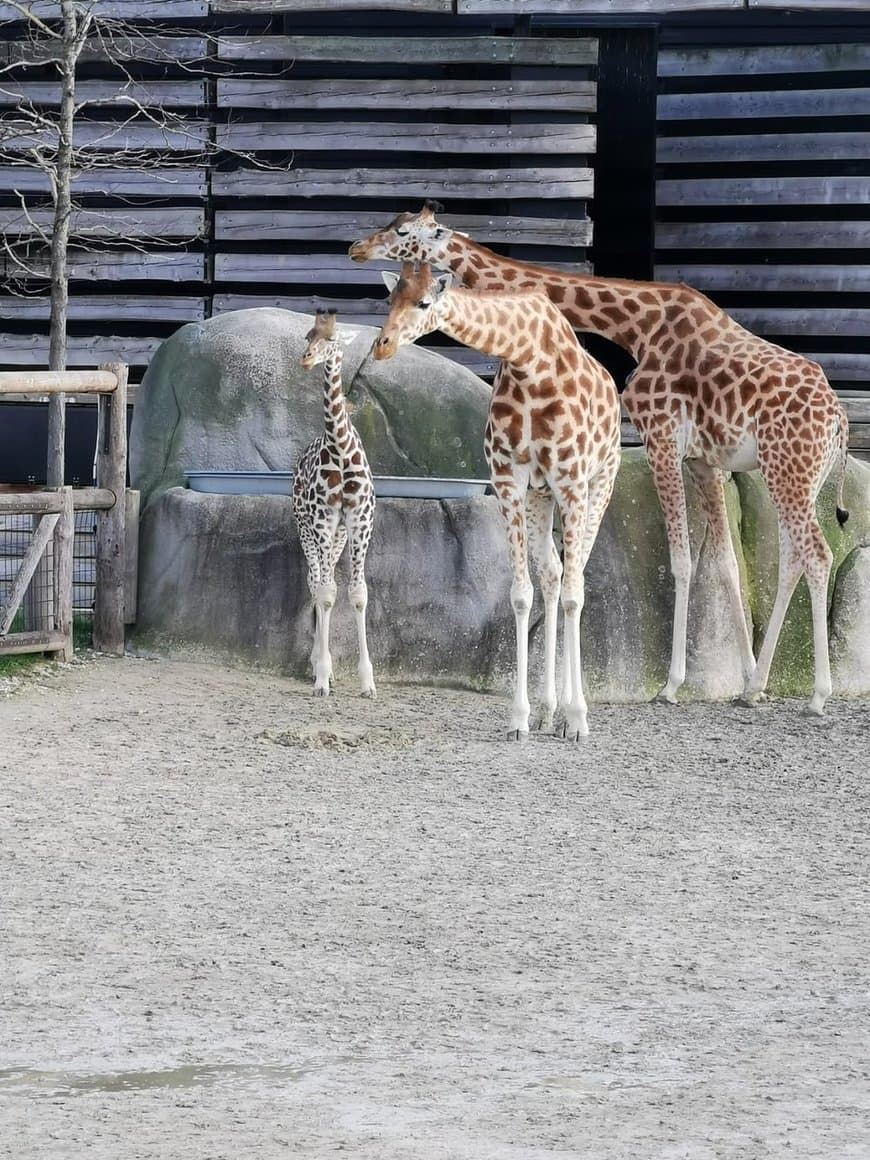 Place Parque Zoológico de París