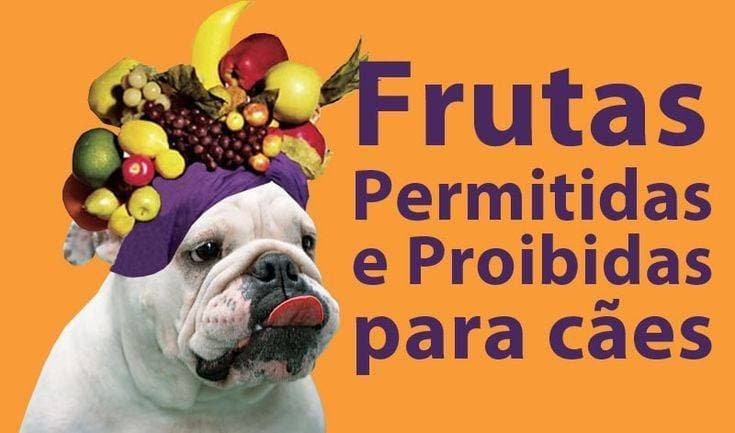 Moda Fruta permitida e proibida para cão 