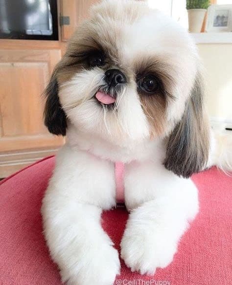 Moda Shih Tzu