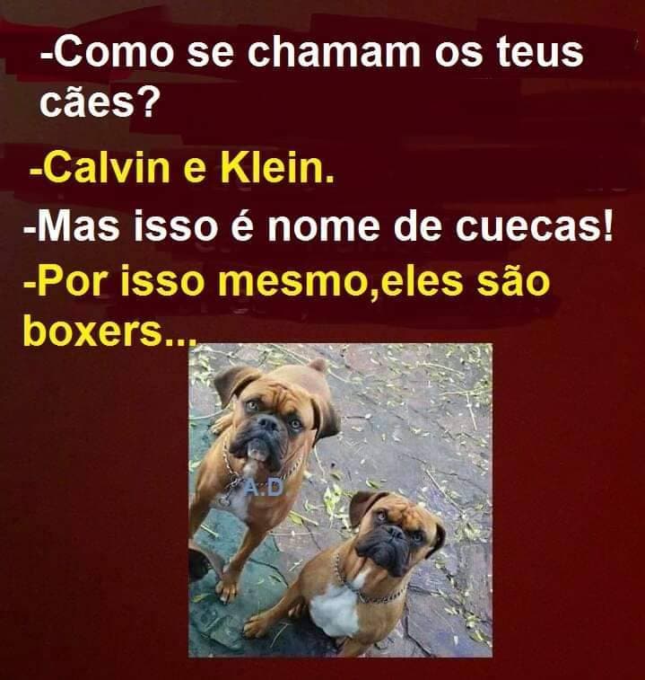 Moda Calvin e klein