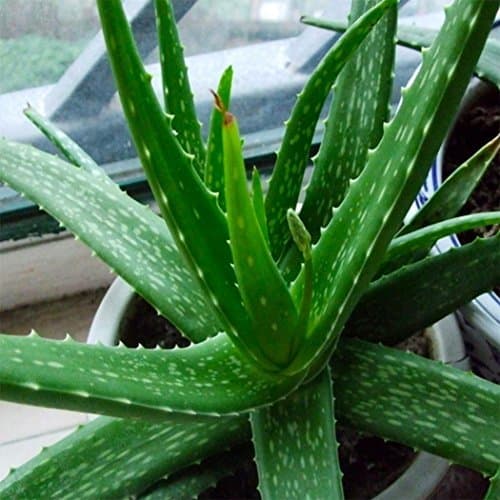 Producto Kisshes Seeds- Semillas de Aloe Vera Semillas de Hierbas Raras Bonsai Cosméticos