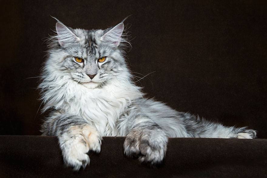 Fashion maine coon