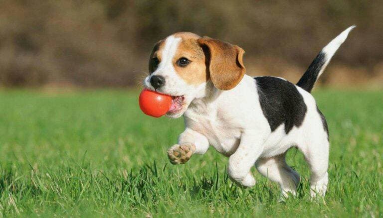 Product Adestramento para cães.