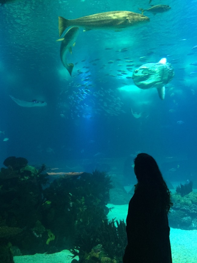 Lugar Oceanario de Lisboa