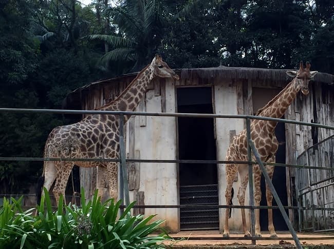 Place Zoológico de São Paulo