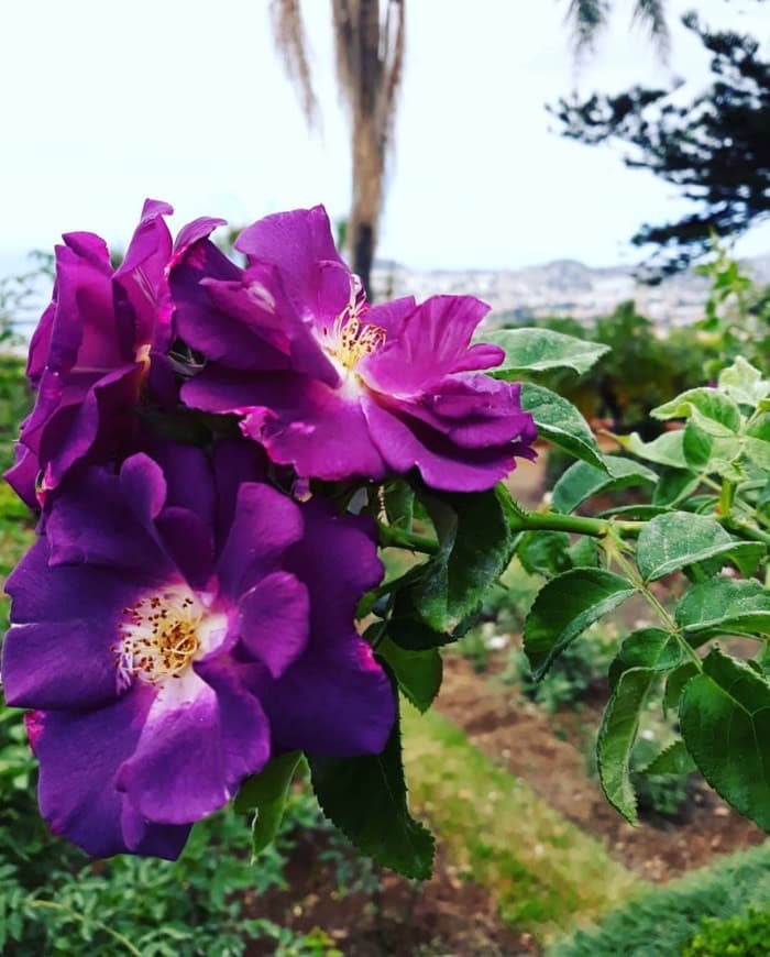 Lugar Jardín Botánico de Madeira