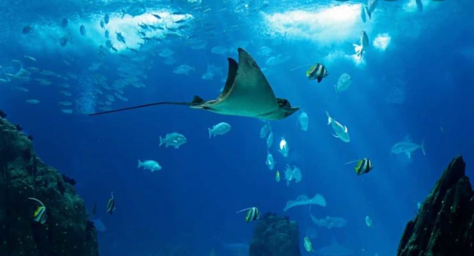 Lugar Oceanario de Lisboa