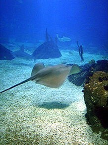 Place Oceanário de Lisboa