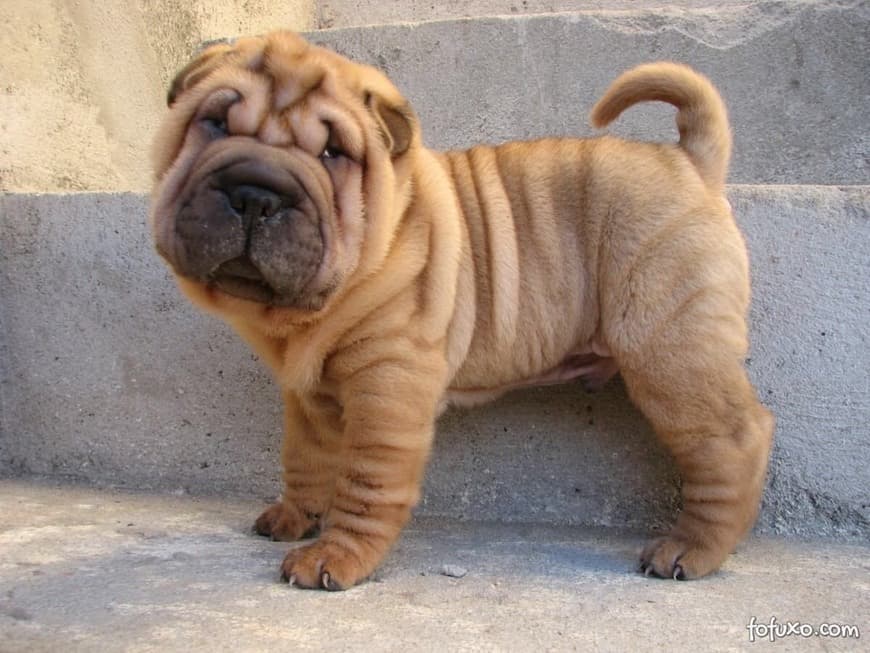 Moda Shar-Pei