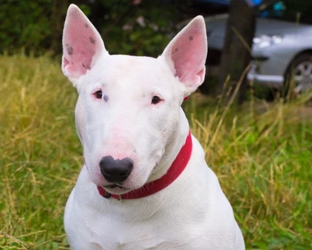 Moda Bull Terrier