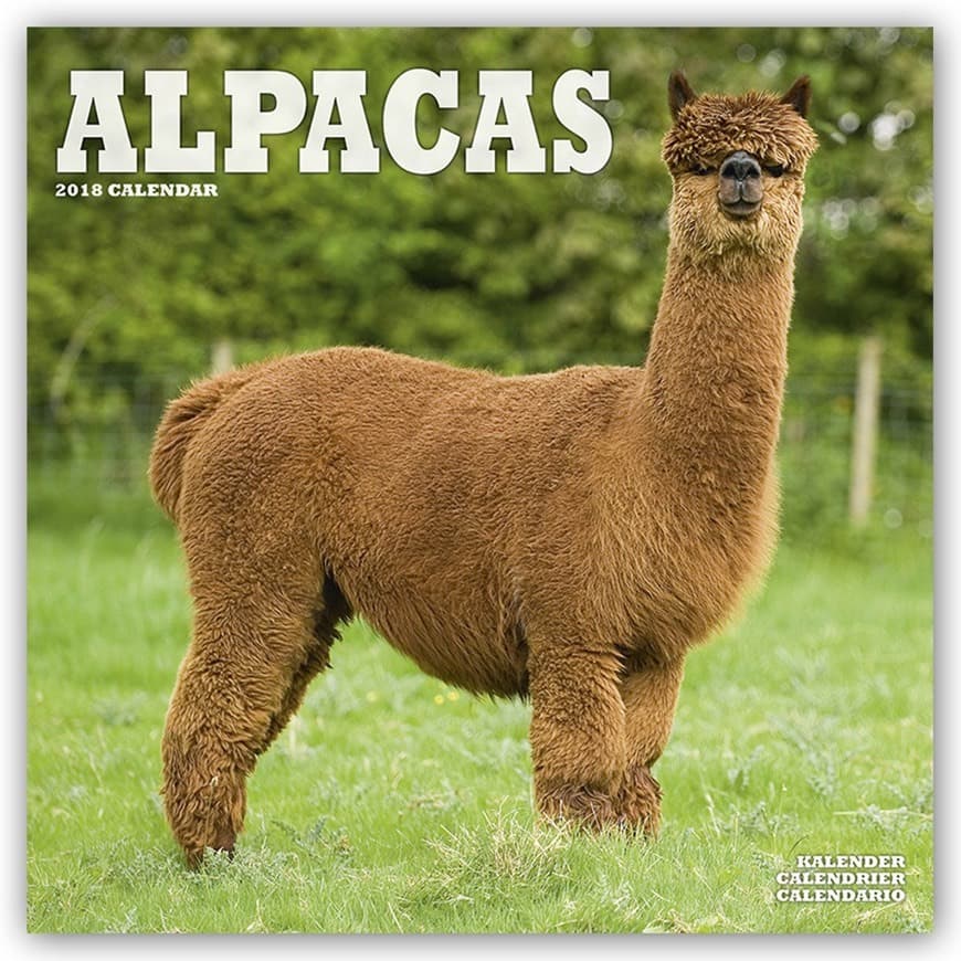 Fashion Alpaca