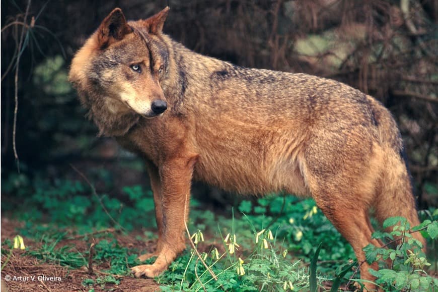 Moda Lobo-ibérico