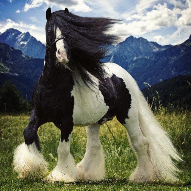 Moda Gypsy Vanner 