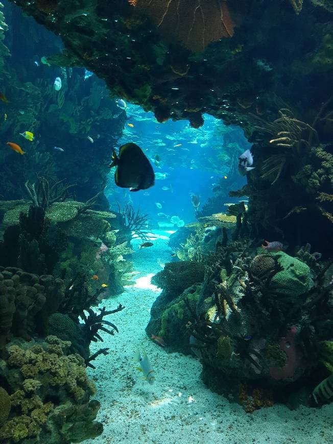 Lugar Oceanario de Lisboa