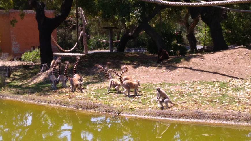 Lugar Badoca Safari Park