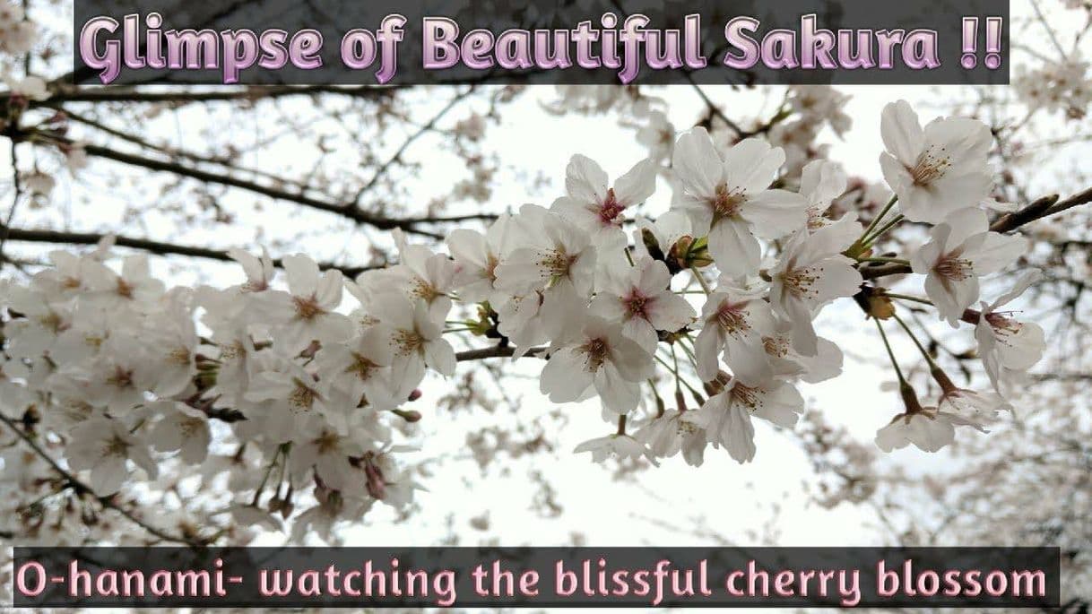 Moda Beautiful glimpses of Sakura (Cherry Blossom) in Japan !!