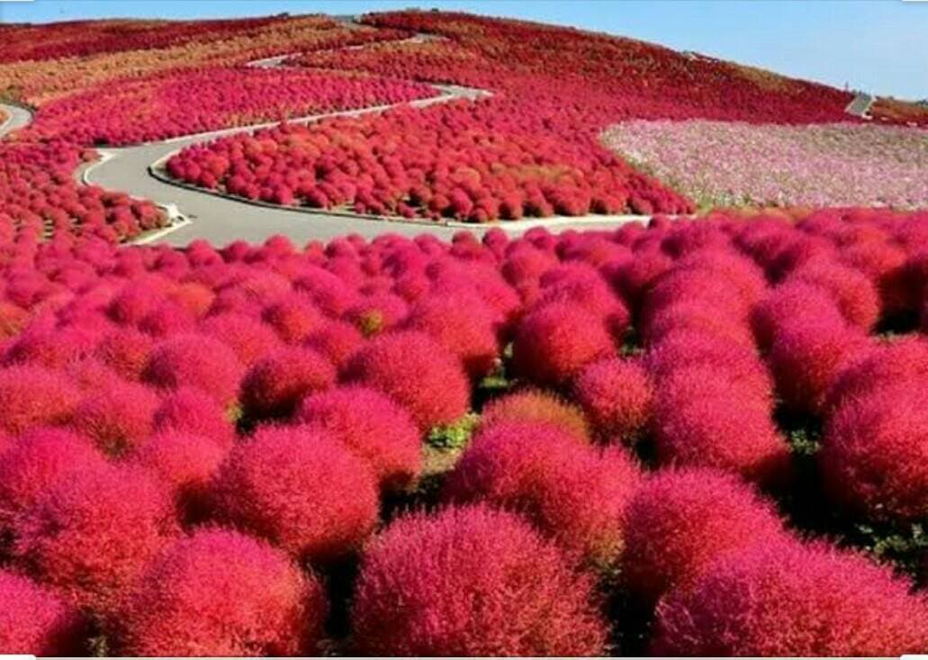 Lugar Hitachi Seaside Park