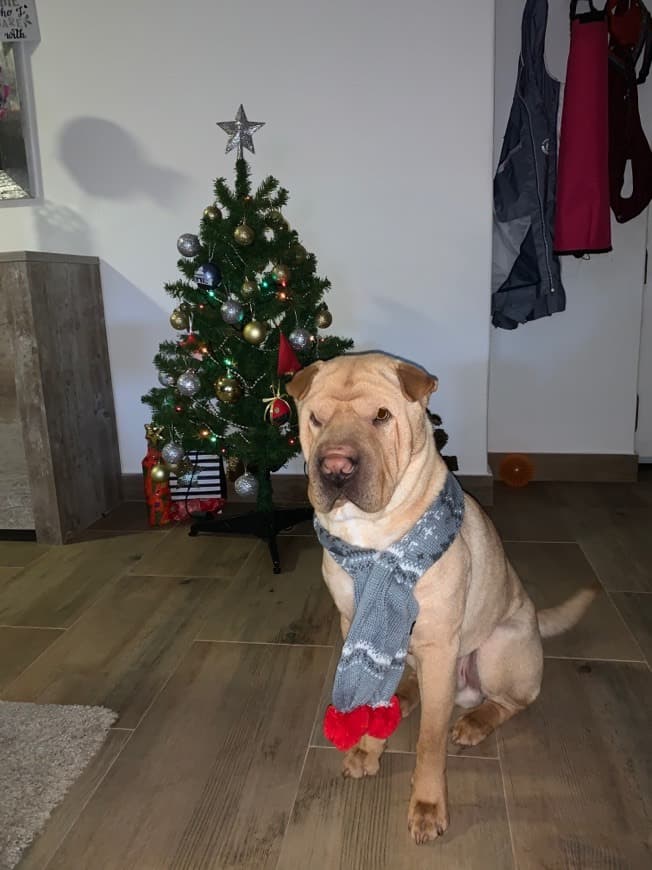 Fashion Chinese Shar-Pei Dog Breed Information