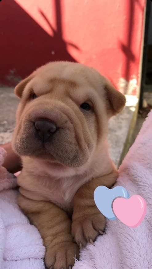 Fashion Shar Pei Larynx: Supraglottic and Postcricoid Mucosal Redundancy ...