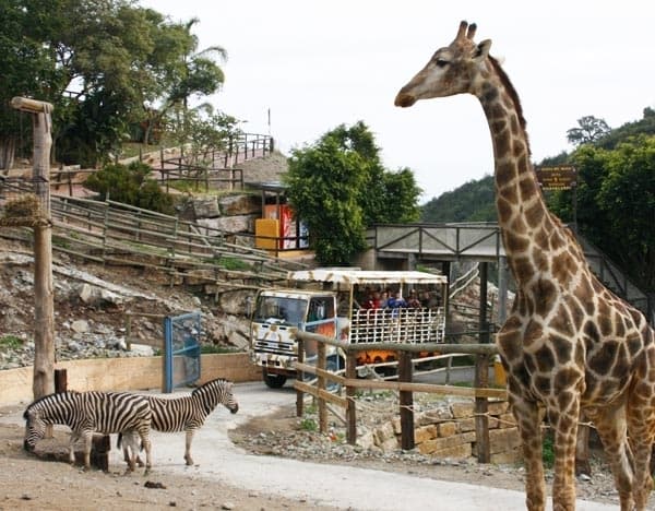 Lugar Safari Zoo