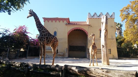 Moda Jardim Zoológico