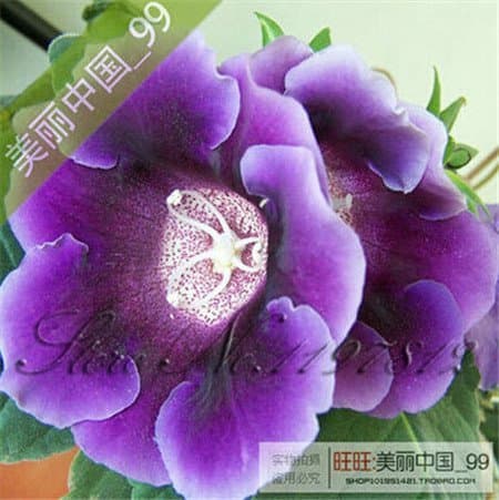 Producto 100 Sementes/Saco Gloxinia Sementes Bonsai Planta Flores GloxÍNia Sinningia Plena Para Jardim