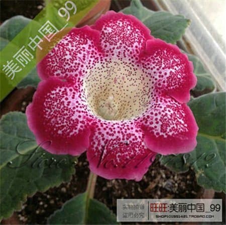 Product 100 Sementes/Saco Gloxinia Sementes Bonsai Planta Flores GloxÍNia Sinningia Plena Para Jardim