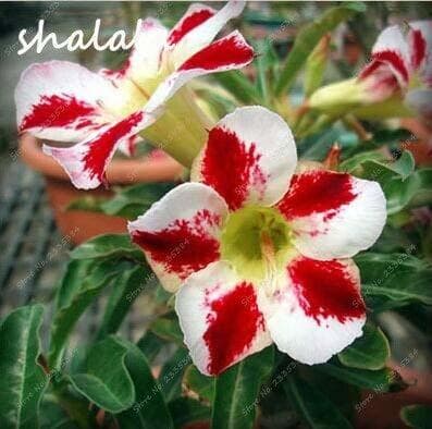 Producto New 2 Pcs Adenium Obesum Seeds Balcony Flowers Rainbow Desert Rose Seeds