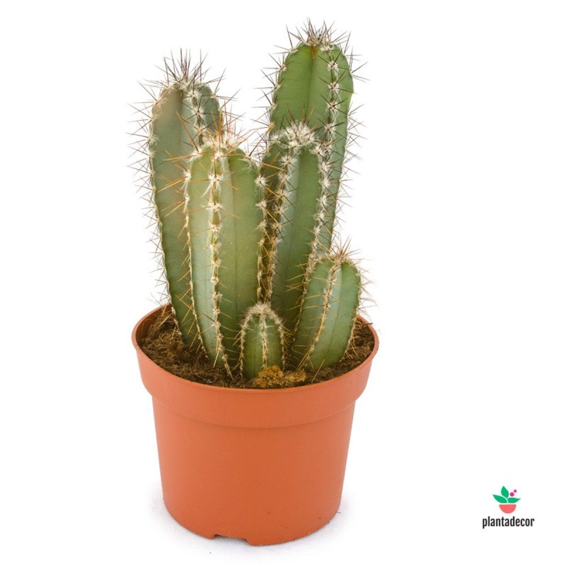 Moda  cactus Cereus 