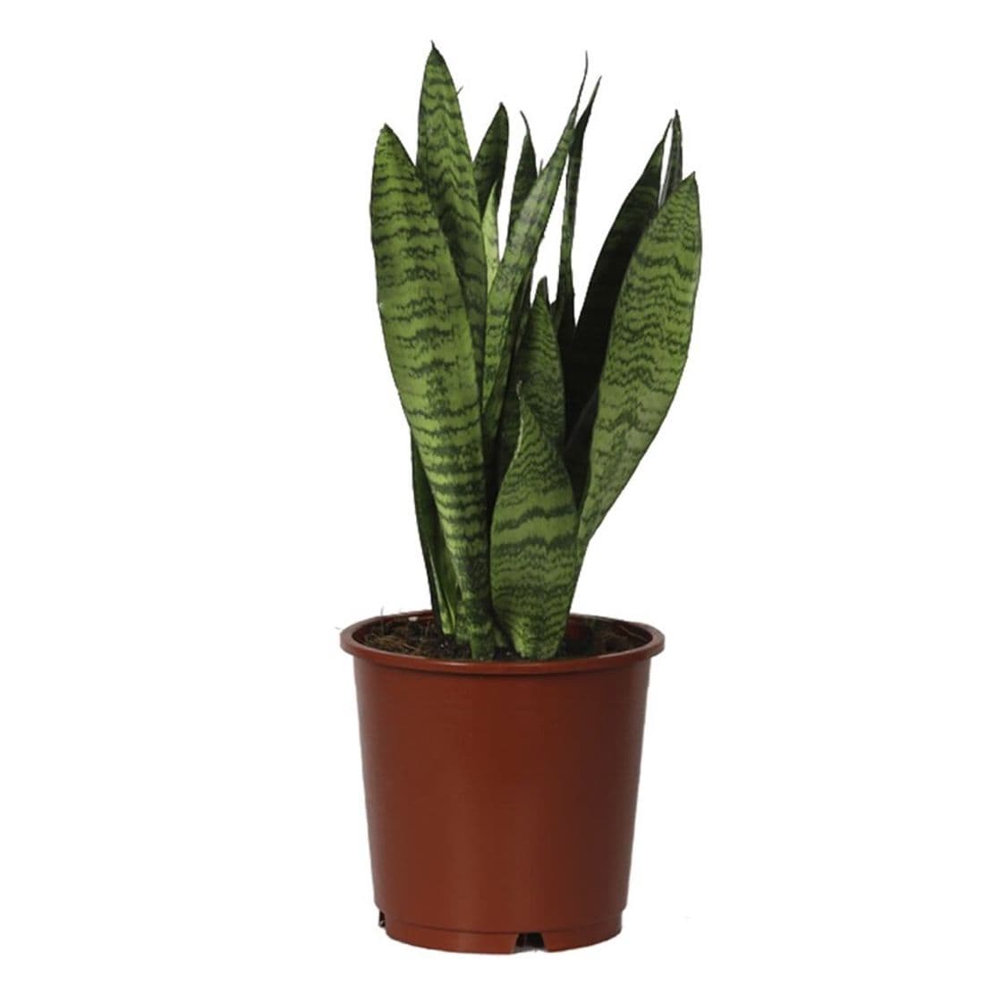 Moda Sansevieria 