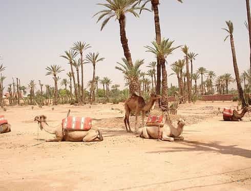 Lugar El Palmeral Marrakech