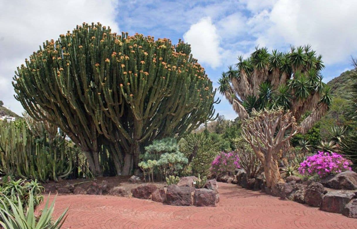 Lugar Jardín Botánico Viera y Clavijo