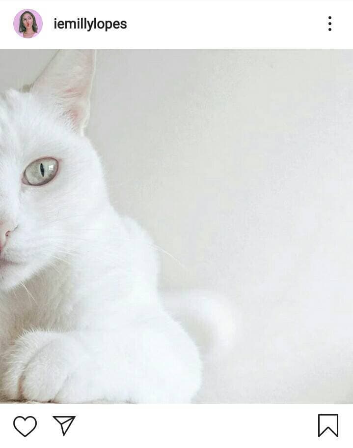 Moda Cat White