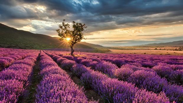 Lugar Campos De Lavanda